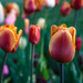 Tulip garden by lindasees