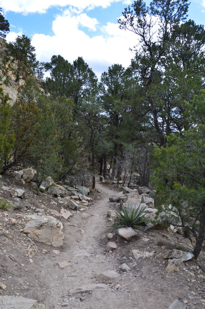 Hiking Trail IN The Sandia Mountains. by bigdad