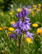 26th Apr 2019 - Bluebell
