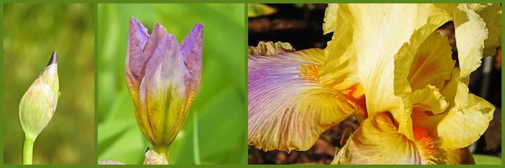 Bearded Iris by janeandcharlie