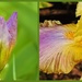 Bearded Iris by janeandcharlie