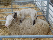 27th Apr 2019 - Nearly new lamb