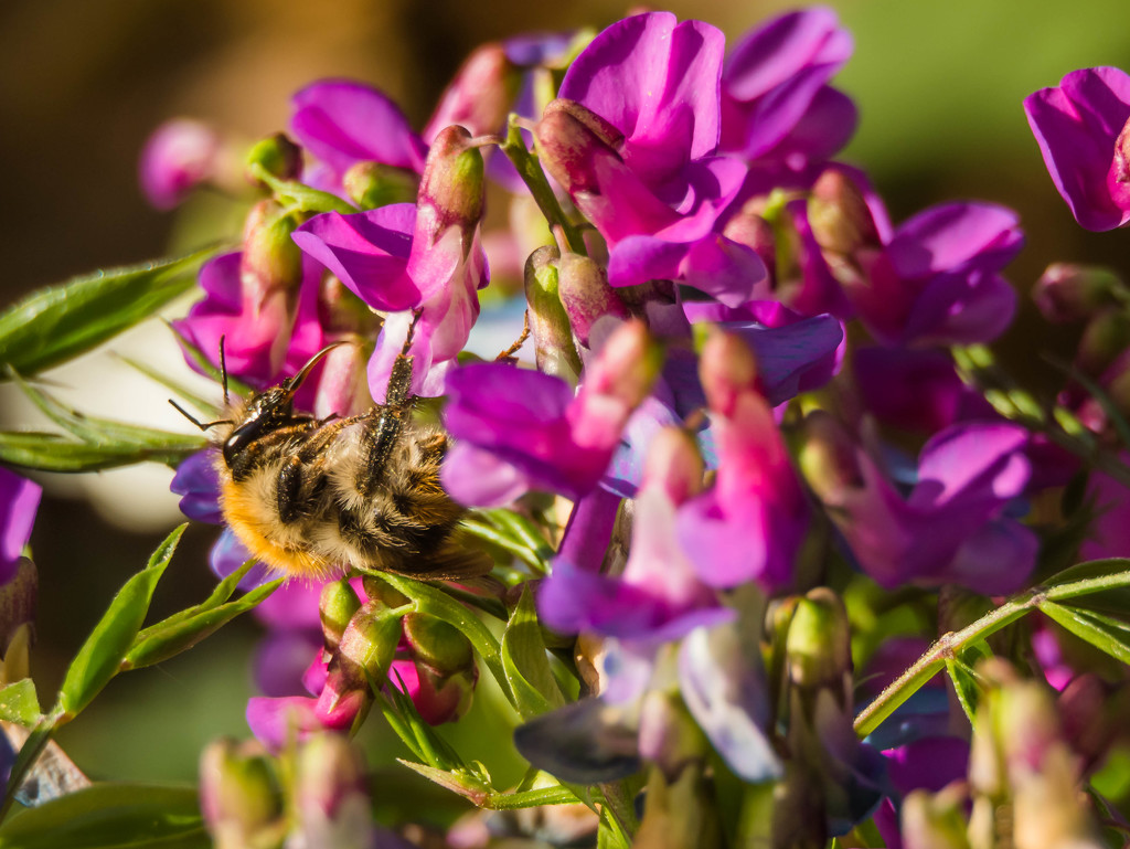 A bumblebee by haskar