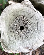 27th Apr 2019 - Tree Stump