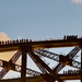 Sydney Harbour Bridge Tour by kgolab