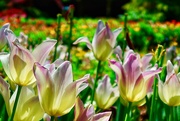 27th Apr 2019 - Waning tulips 