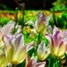 Waning tulips  by louannwarren