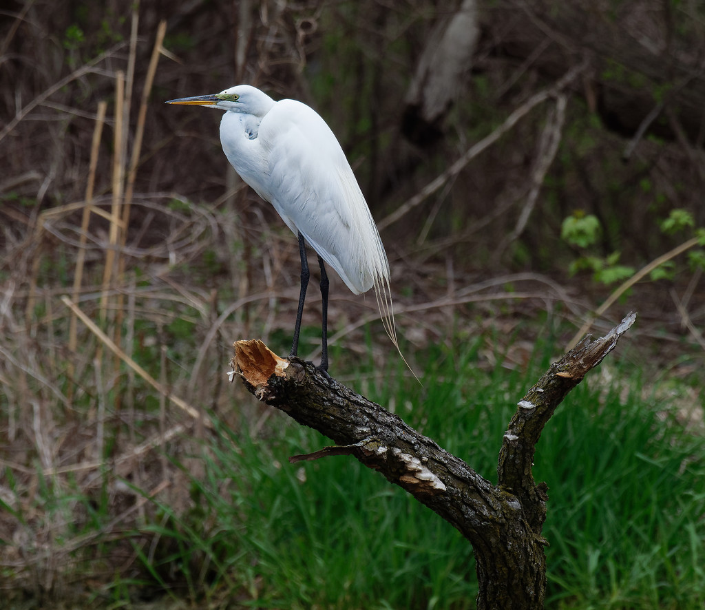 Great Egret by rminer