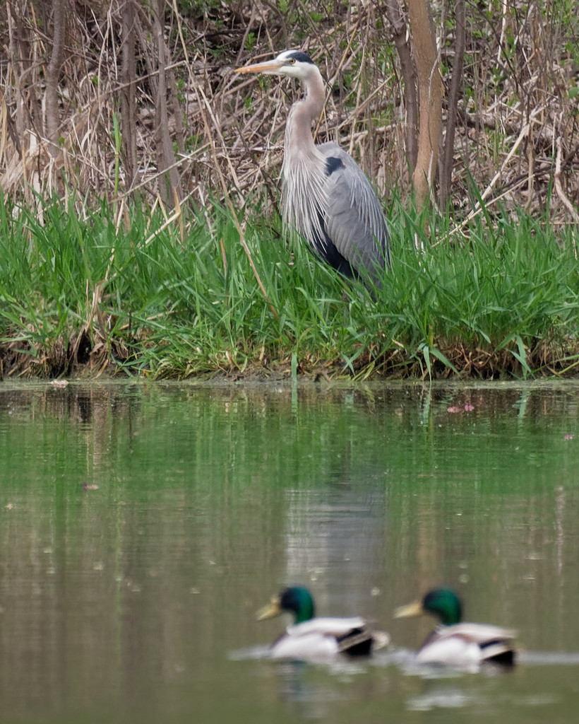 great blue heron and mallards by rminer