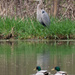 great blue heron and mallards by rminer