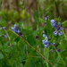Virginia bluebells  by rminer