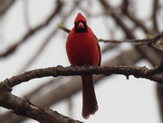 27th Apr 2019 - northern cardinal front
