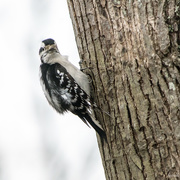 26th Apr 2019 - Downy Woodpecker