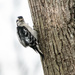 Downy Woodpecker by novab