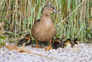 23rd Apr 2019 - One busy mummy duck, 14 ducklings!!