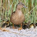 One busy mummy duck, 14 ducklings!! by bizziebeeme