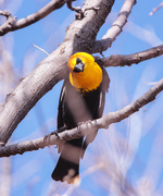 26th Apr 2019 - yellow-headed blackbird