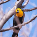 yellow-headed blackbird by aecasey