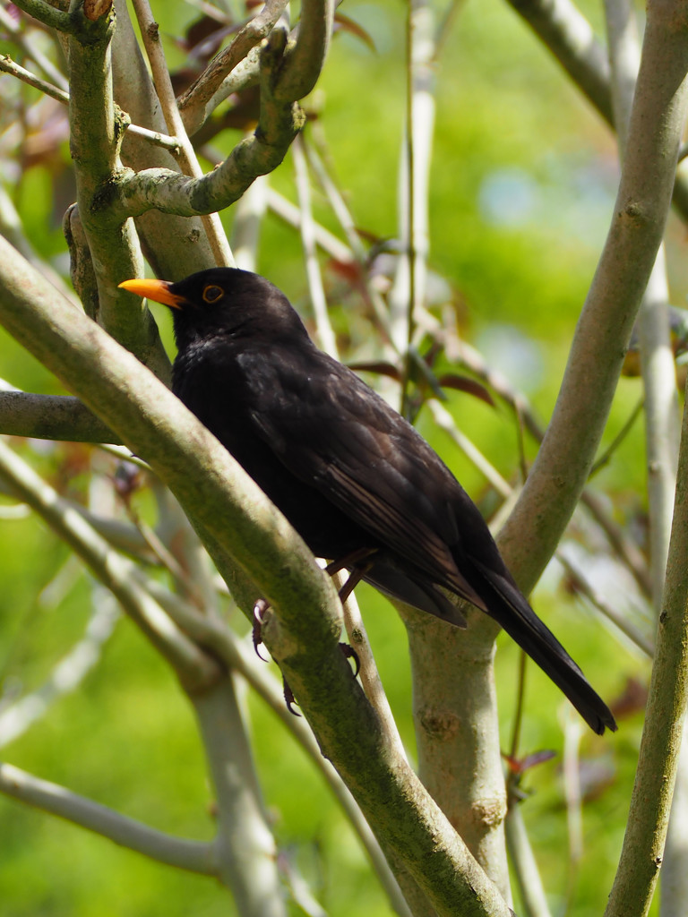 Blackbird by josiegilbert