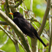 Blackbird by josiegilbert