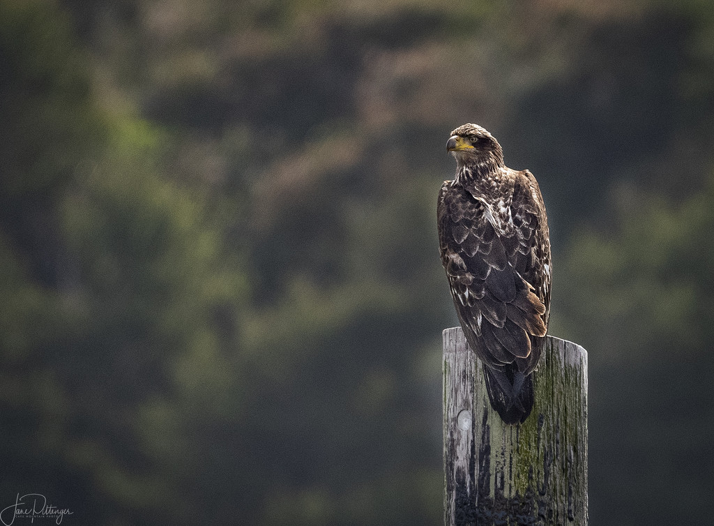 Juvenile Bald Eagle by jgpittenger