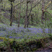 Bluebells in the Rain by pcoulson
