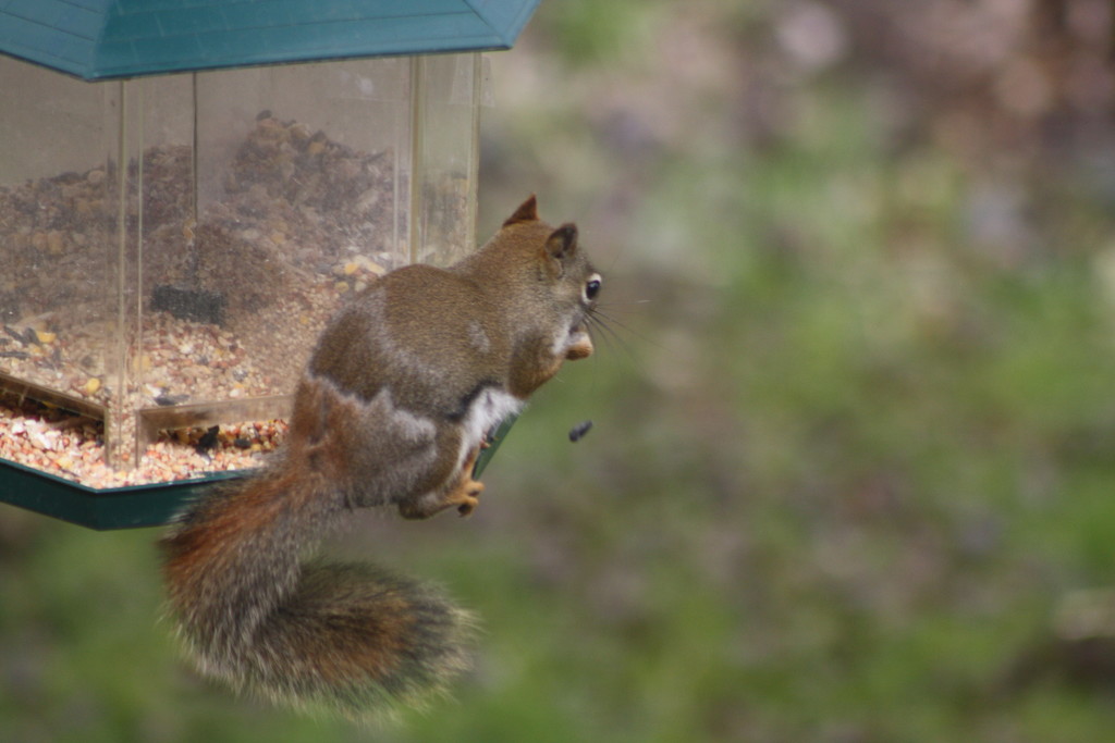 A new visitor to our feeder by bruni