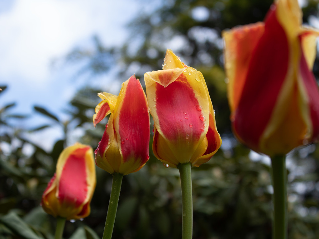 The Low Down on the Tulips by tdaug80