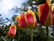27th Apr 2019 - The Low Down on the Tulips