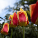 The Low Down on the Tulips by tdaug80