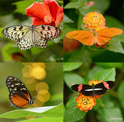 27th Apr 2019 - Beautiful Butterflies!