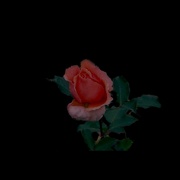 27th Apr 2019 - Rose of the night