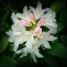 white rhododendron by gijsje