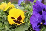27th Apr 2019 - Pansy Faces