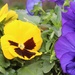 Pansy Faces by essiesue