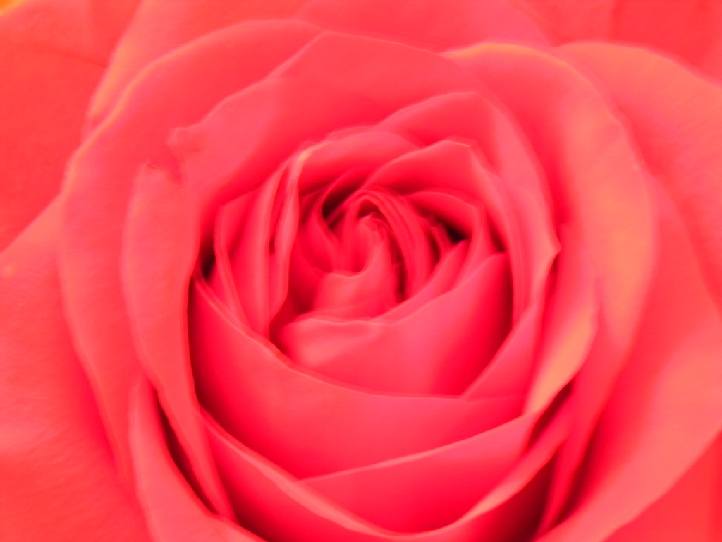 Closeup of Rose  by sfeldphotos