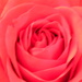 Closeup of Rose  by sfeldphotos