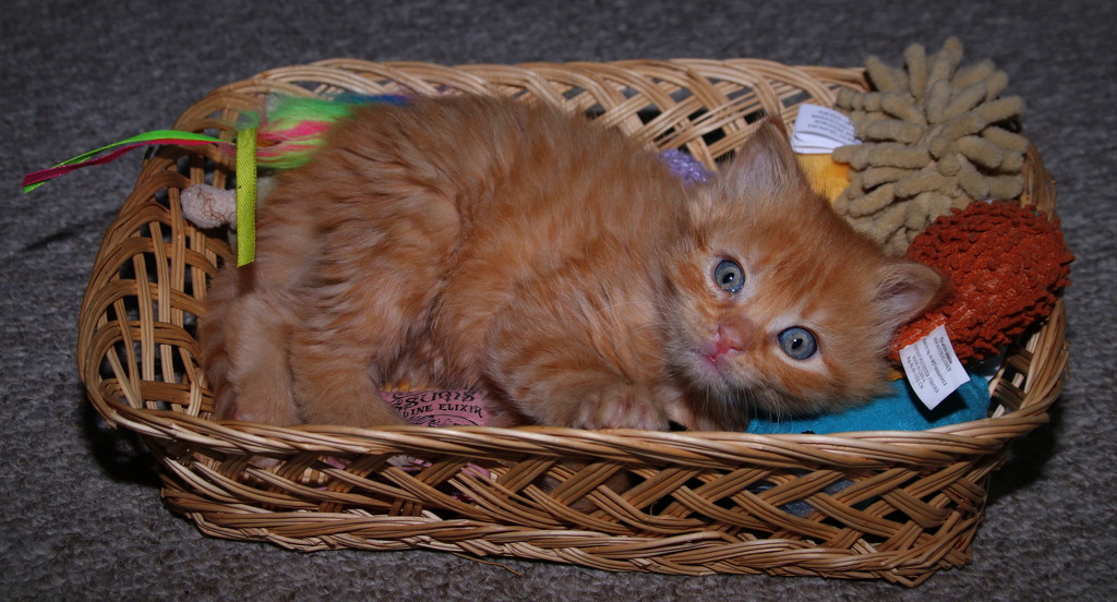 Day 117:  Caught In The Toy Basket by sheilalorson