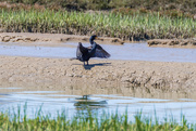 25th Apr 2019 - Double-crested Cormorant