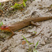 Broad-Headed Skink! by rickster549
