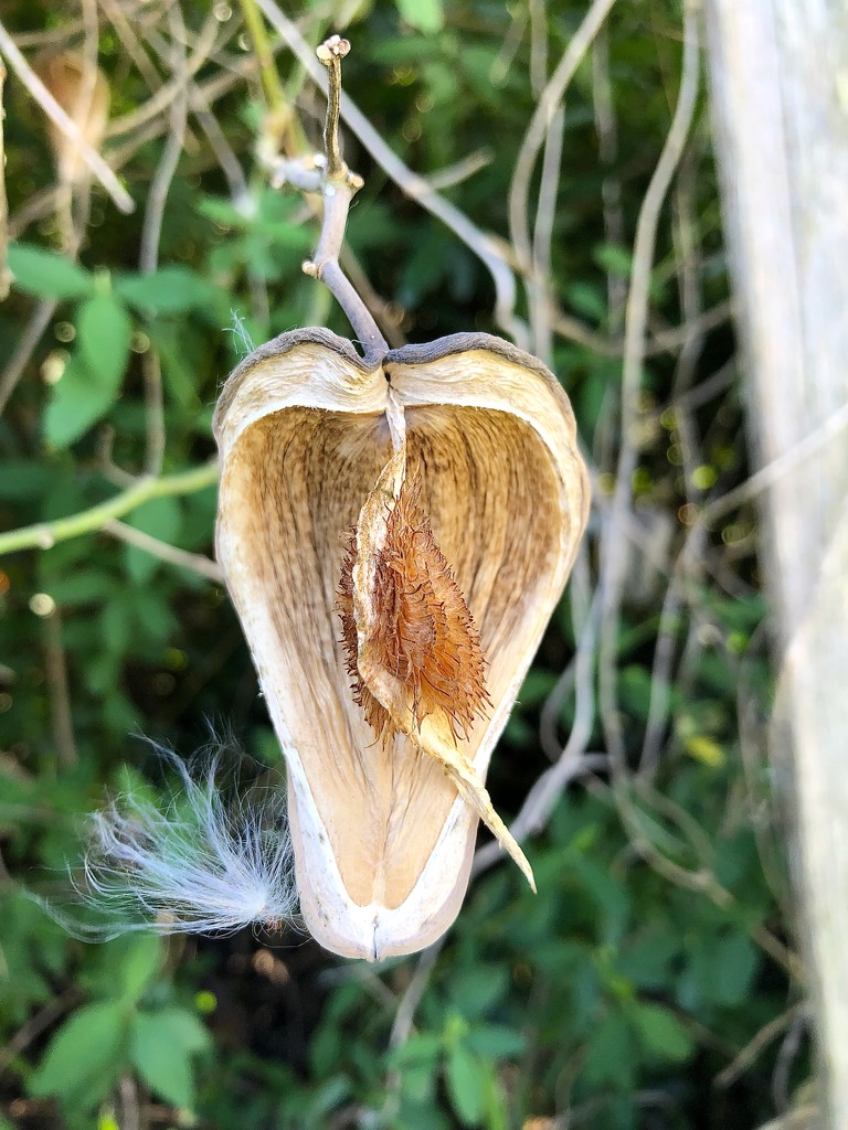 Some seed pod looking thing by kjarn