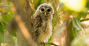27th Apr 2019 - Baby Barred Owl Keeping an Eye on Me!