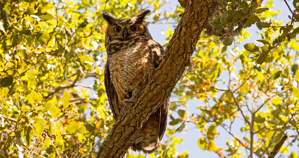 Great Horned Owl Mom, Checking Me Out! by rickster549