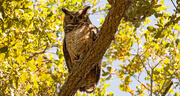 27th Apr 2019 - Great Horned Owl Mom, Checking Me Out!