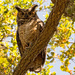 Great Horned Owl Mom, Checking Me Out! by rickster549
