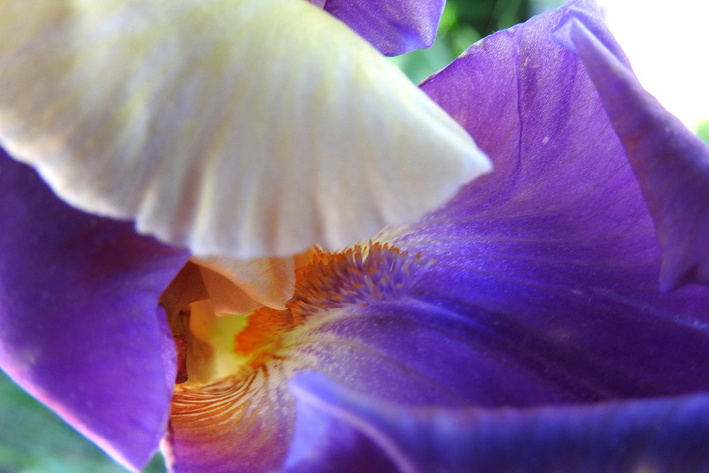 Iris petal frame by homeschoolmom