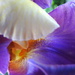 Iris petal frame by homeschoolmom