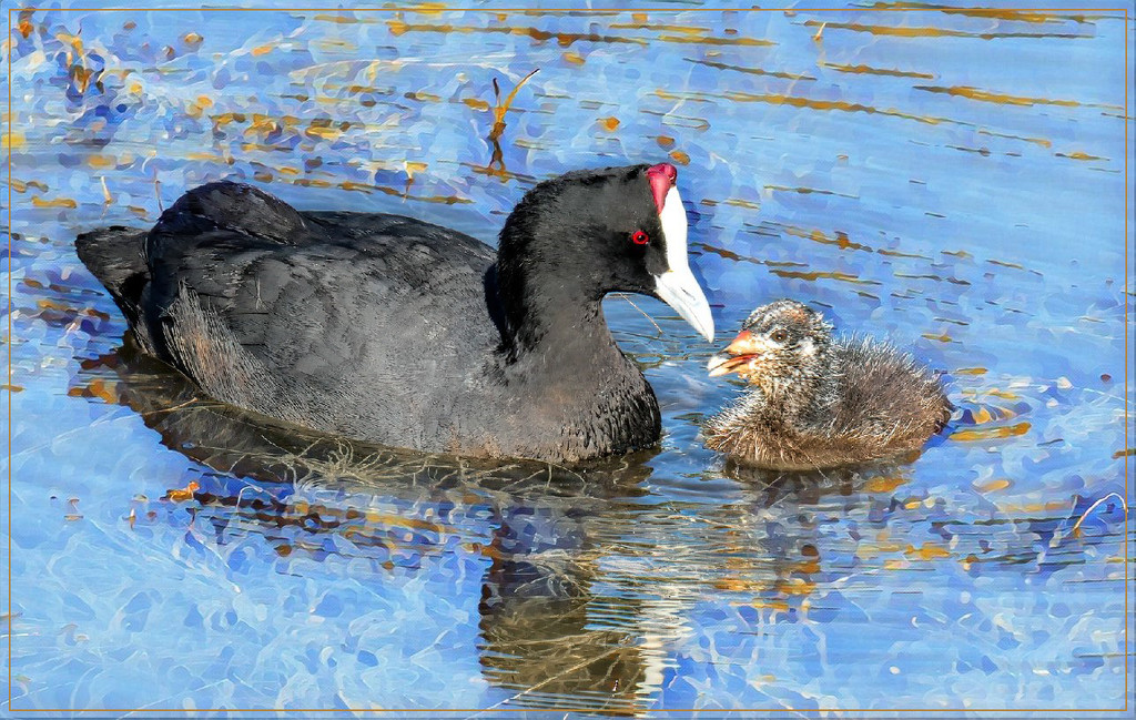 Red Knobbed Coot   by ludwigsdiana