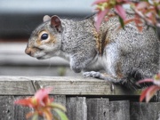 27th Apr 2019 - Squirrel
