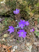 28th Apr 2019 - Purple flowers. 